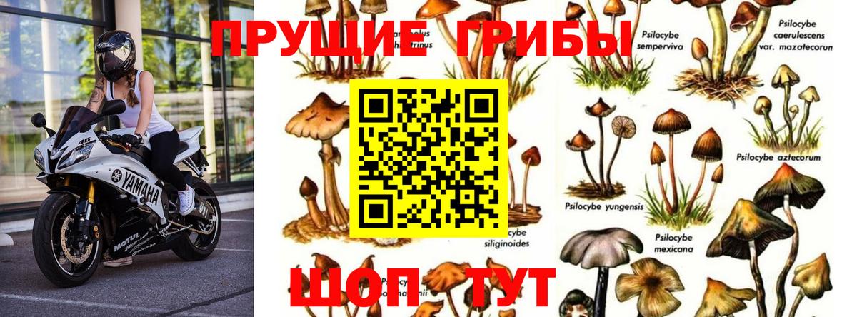 Псилоцибиновые грибы прущие грибы Канск